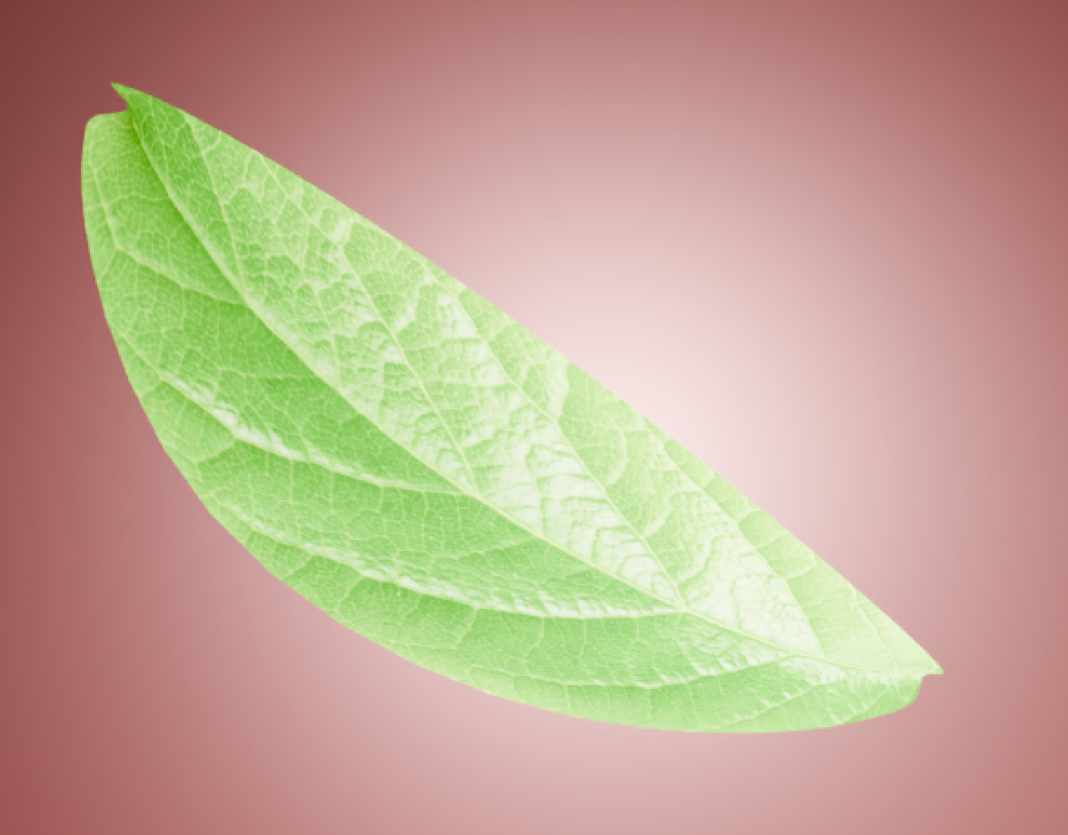 simple leaf with translucent material